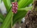 Dark Bulb-Leaf Orchid